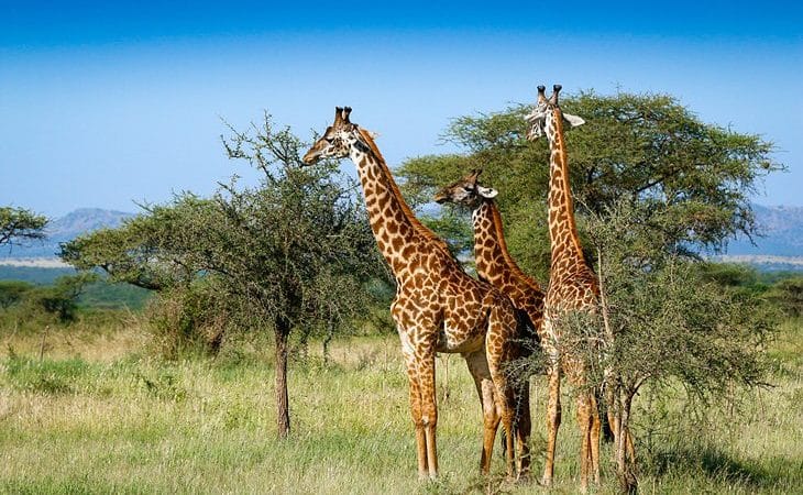 Days Serengeti & Ngorongoro Safari
